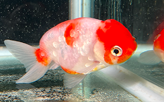 国産らんちゅう型金魚