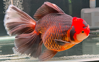 タイ産オランダ