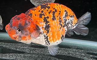 タイ産らんちゅう