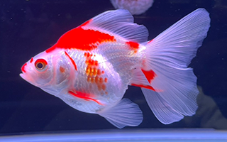 インドネシア産金魚