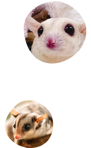 爬虫類・小動物