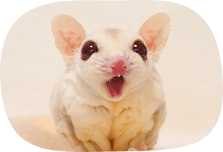 代表自ら現地で厳選仕入れ